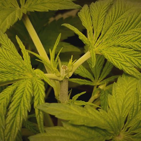 Royal gorillia  growlog photo: Toping
