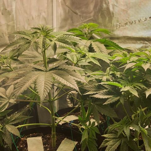 Royal gorillia  growlog timeline photo