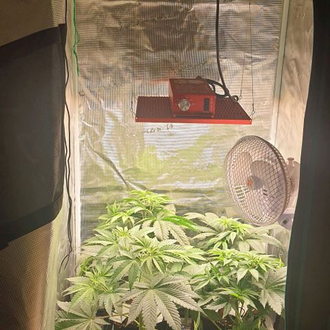 Royal gorillia  growlog timeline photo