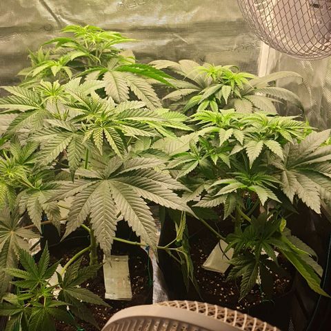 Royal gorillia  growlog timeline photo