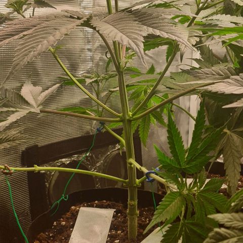 Royal gorillia  growlog timeline photo