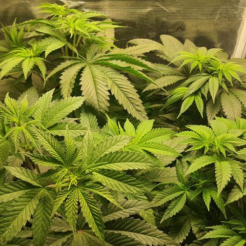 Royal gorillia  growlog timeline photo