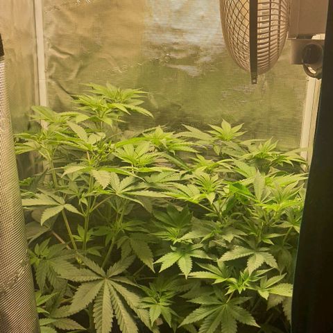 Royal gorillia  growlog timeline photo