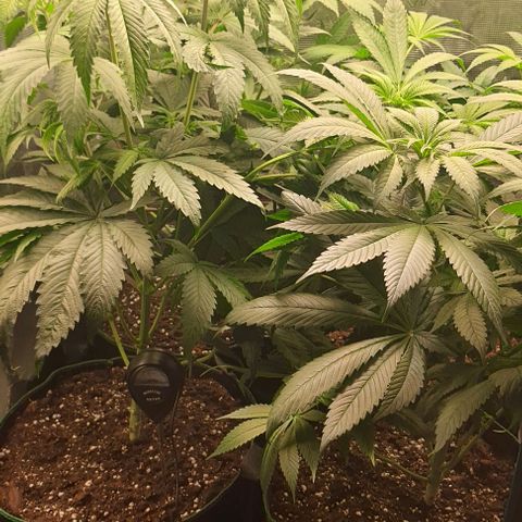 Royal gorillia  growlog timeline photo