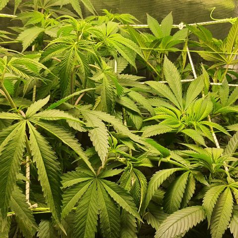 Royal gorillia  growlog timeline photo