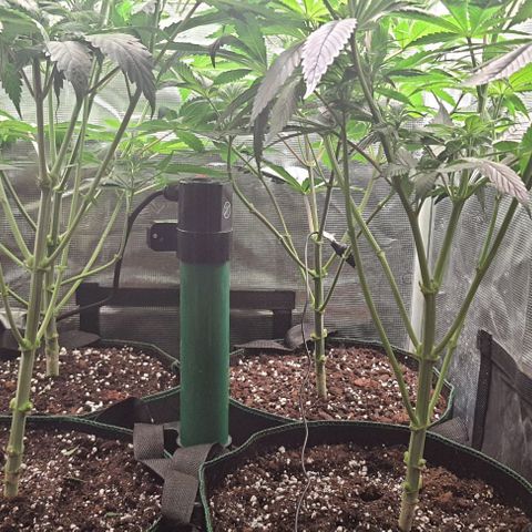 Royal gorillia  growlog timeline photo