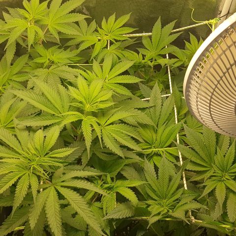 Royal gorillia  growlog timeline photo