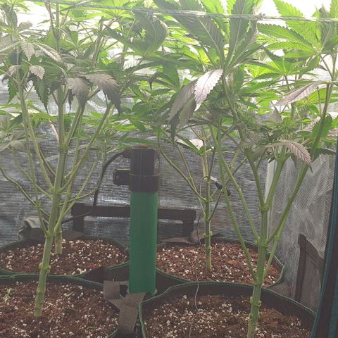 Royal gorillia  growlog timeline photo