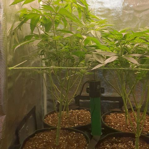 Royal gorillia  growlog timeline photo