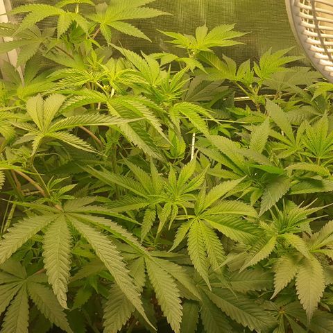 Royal gorillia  growlog timeline photo
