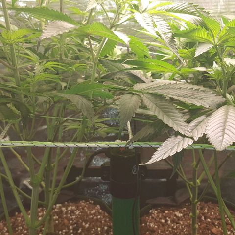 Royal gorillia  growlog timeline photo