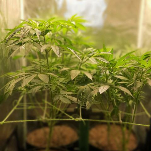 Royal gorillia  growlog timeline photo