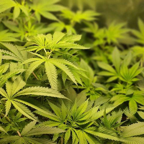 Royal gorillia  growlog timeline photo