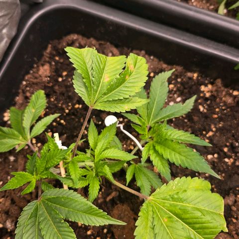 Skunk @Hanfgarten growlog timeline photo