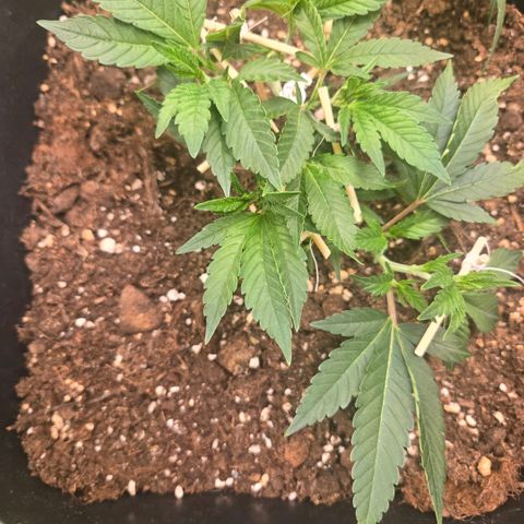 Skunk @Hanfgarten growlog timeline photo