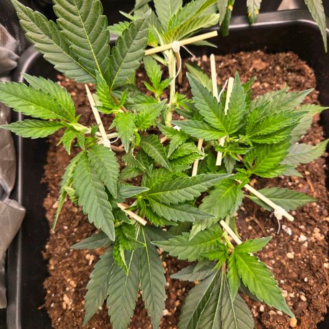 Skunk @Hanfgarten growlog timeline photo