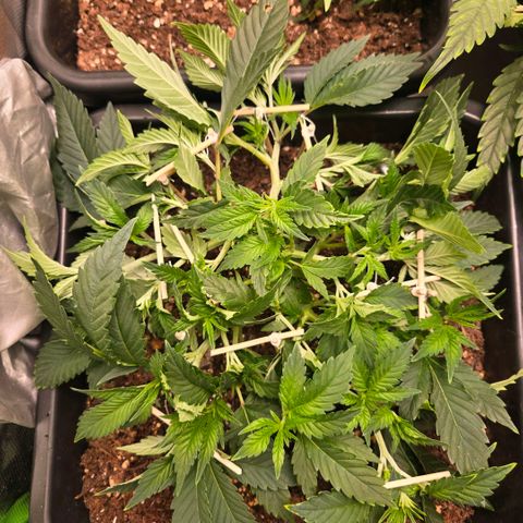 Skunk @Hanfgarten growlog timeline photo