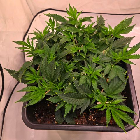 Skunk @Hanfgarten growlog timeline photo