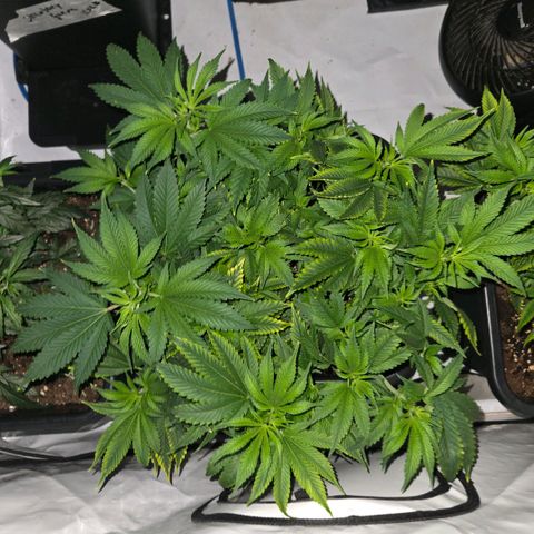 Skunk @Hanfgarten growlog timeline photo