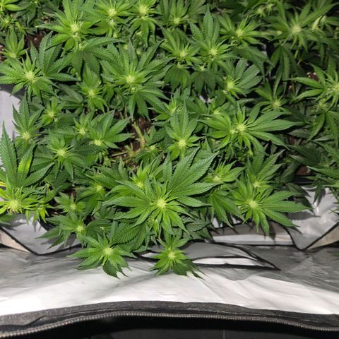 Skunk @Hanfgarten growlog timeline photo