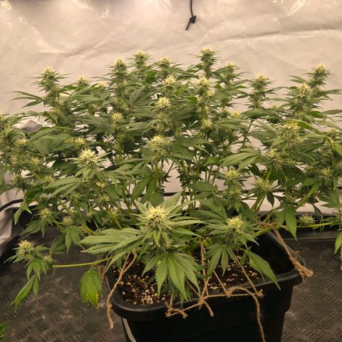 Skunk @Hanfgarten growlog timeline photo