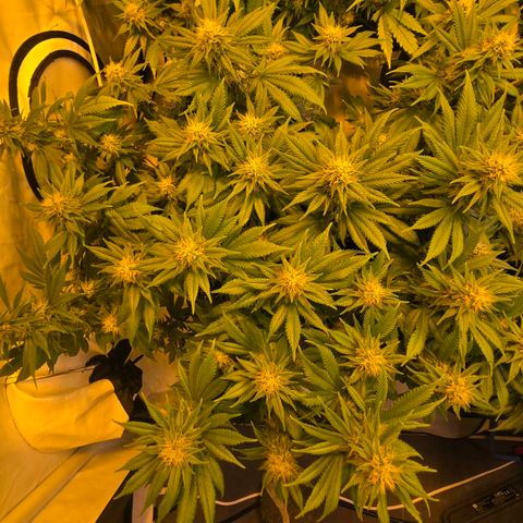 Skunk @Hanfgarten growlog timeline photo