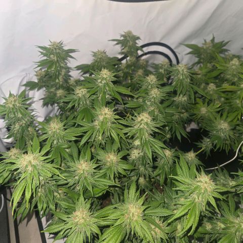 Skunk @Hanfgarten growlog timeline photo