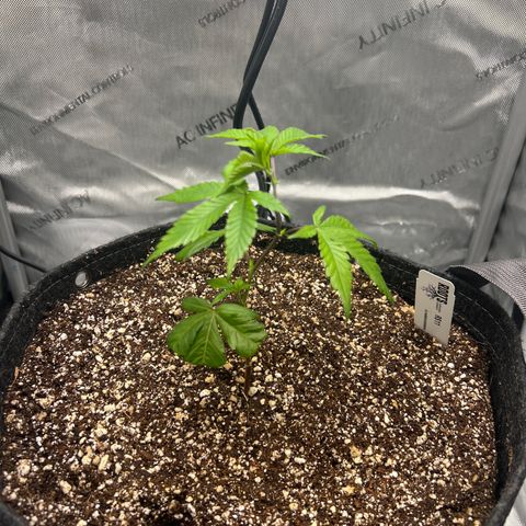 RS-11 growlog timeline photo