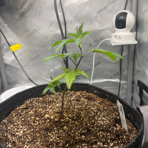 RS-11 growlog timeline photo