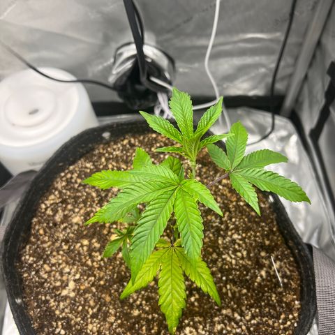 RS-11 growlog timeline photo