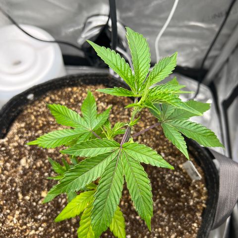 RS-11 growlog timeline photo