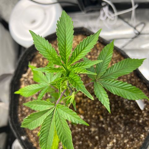 RS-11 growlog timeline photo