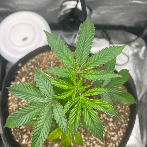 RS-11 growlog timeline photo
