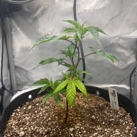 RS-11 growlog timeline photo