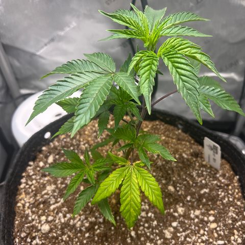 RS-11 growlog timeline photo