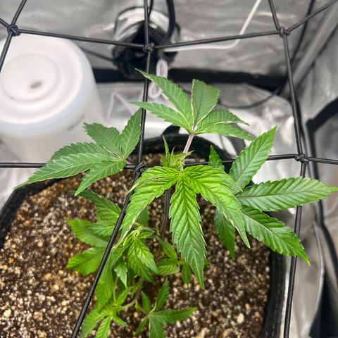 RS-11 growlog timeline photo
