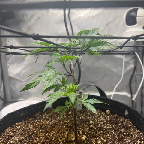 RS-11 growlog timeline photo