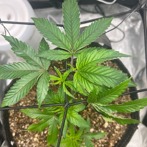 RS-11 growlog timeline photo