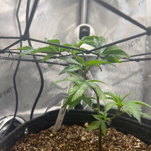 RS-11 growlog timeline photo