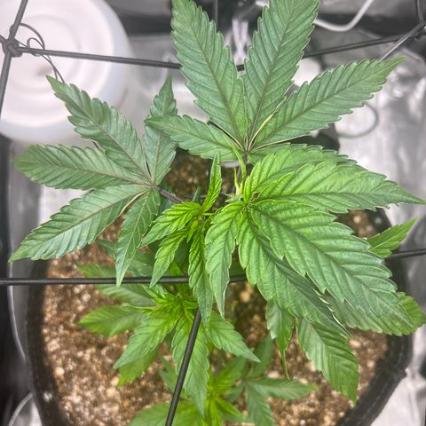 RS-11 growlog timeline photo