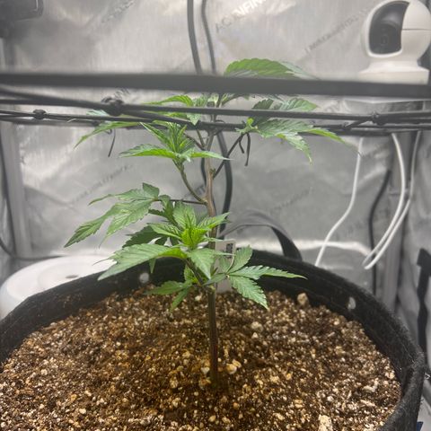 RS-11 growlog timeline photo