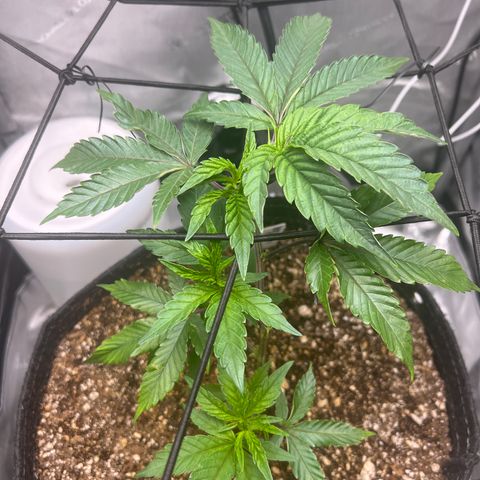 RS-11 growlog timeline photo