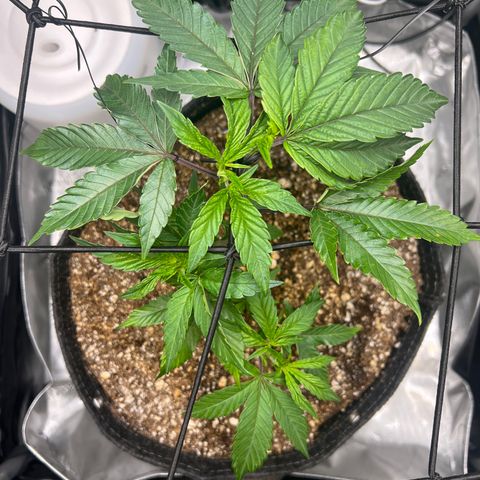 RS-11 growlog timeline photo