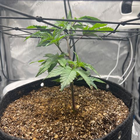 RS-11 growlog timeline photo