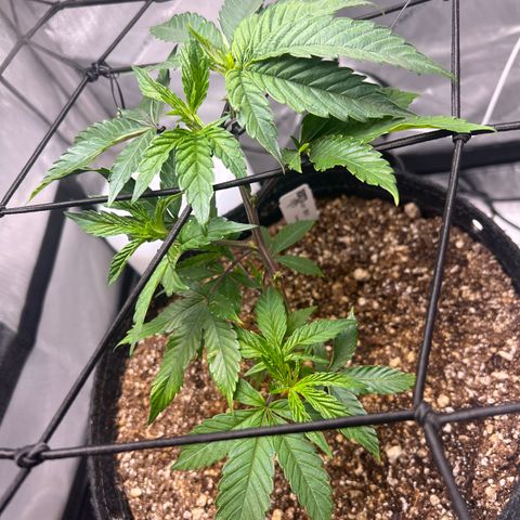 RS-11 growlog timeline photo