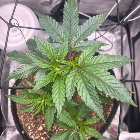 RS-11 growlog timeline photo