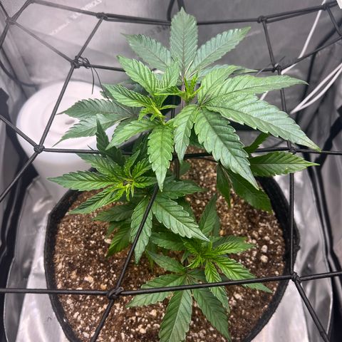 RS-11 growlog timeline photo