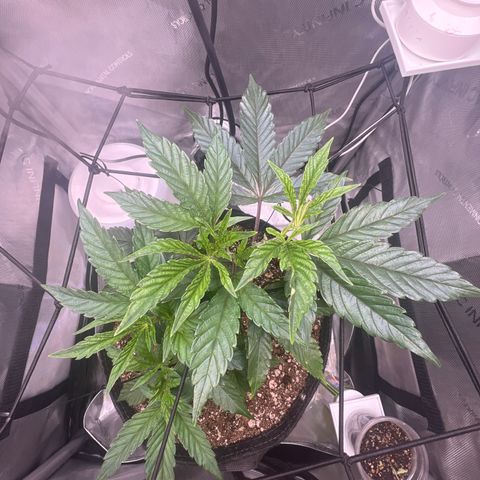 RS-11 growlog timeline photo