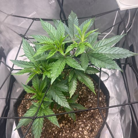 RS-11 growlog timeline photo