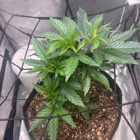 RS-11 growlog timeline photo